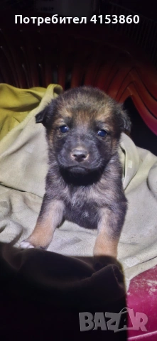 Малки кученца