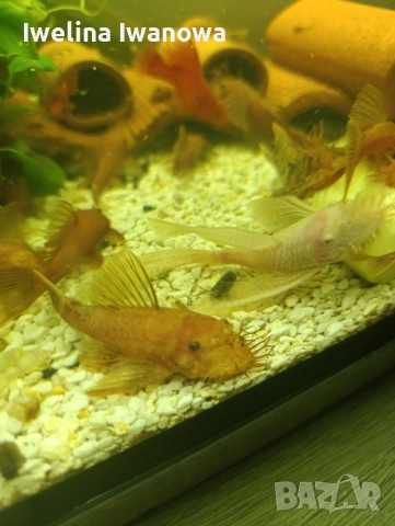 Продавам анциструси, снимка 9 - Рибки - 52562134