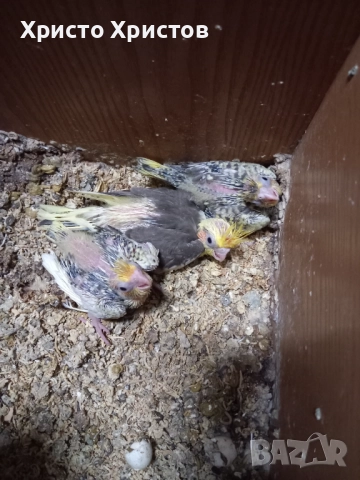 Папагали корела 