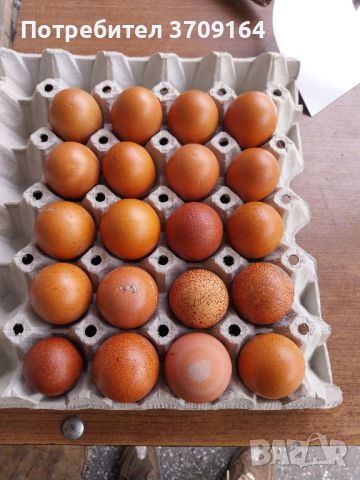 Яйца от Маран, снимка 2 - други­ - 45099732