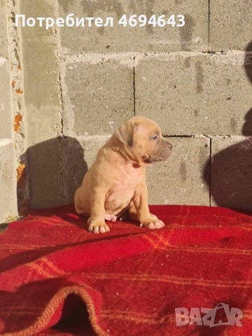 Американско Були XL, снимка 16 - Други - 52922235