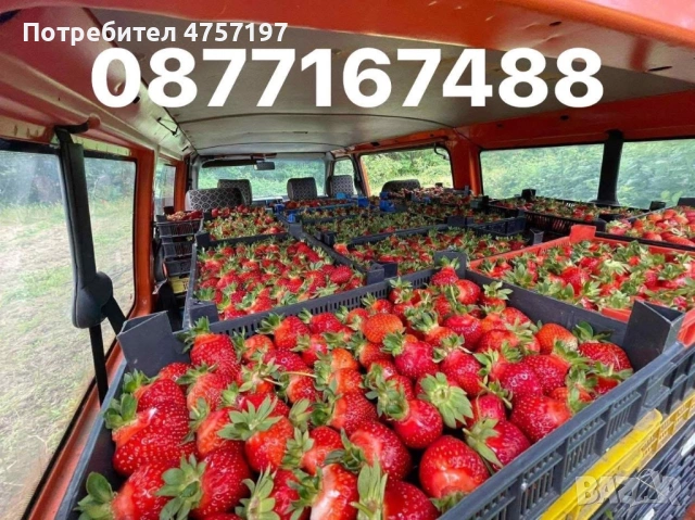 Рзсад Ягоди и малини , снимка 3 - Разсади - 54006418