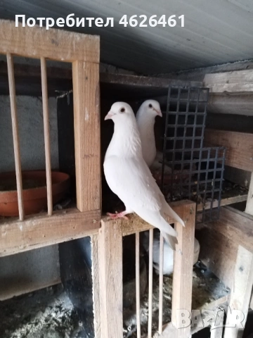 Пощенски, снимка 8 - Гълъби - 53399498