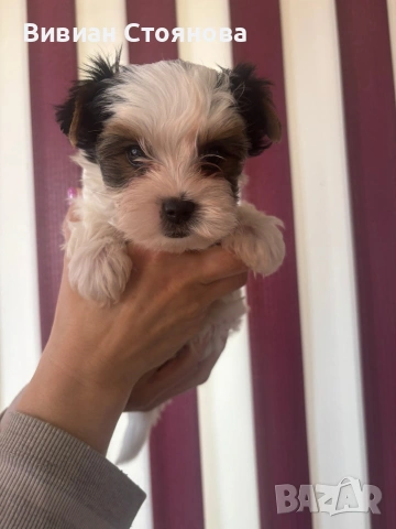 Мъжко и женско йорки бивери, снимка 8 - Йоркширски териер - 53825854