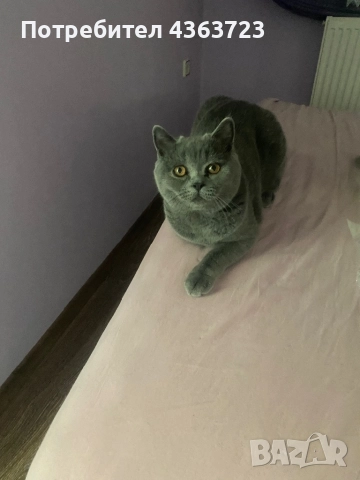 За разплод, снимка 3 - Търси партньор - 52573646