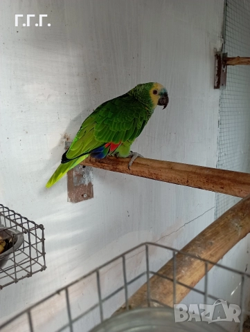 Женска синьочела амазона , снимка 2 - Папагали - 52650408