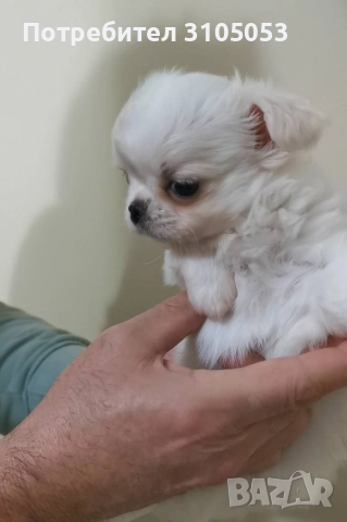 Чихуахуа , снимка 2 - Чихуахуа - 47738532