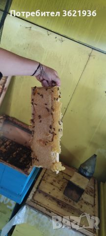 пчелен мед , снимка 1 - За пчели - 46391442