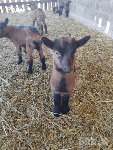 продавам ярета френски алпин , снимка 4 - Кози - 53735476