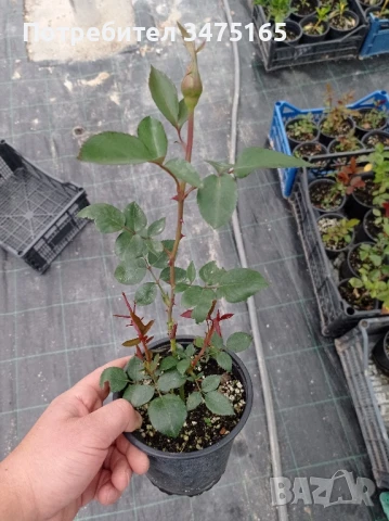 рози , снимка 7 - Градински цветя и растения - 50330660