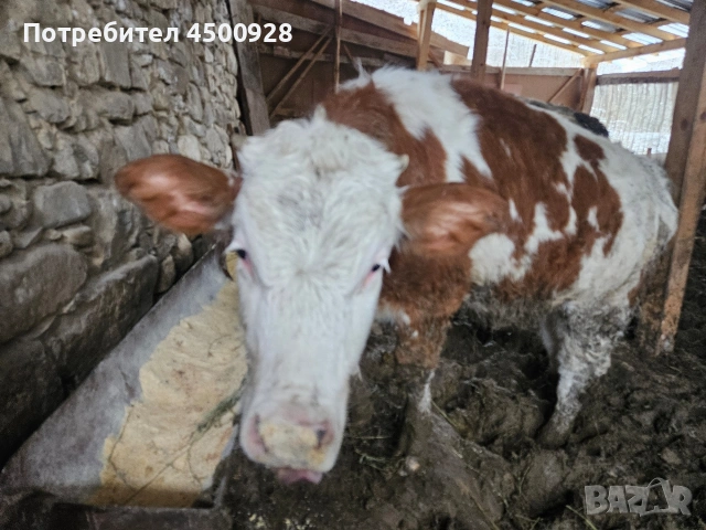 Продавам женско теле симентал 300+ кг.