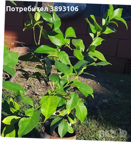 Лимонени дръвчета , снимка 3 - Градински цветя и растения - 52597022