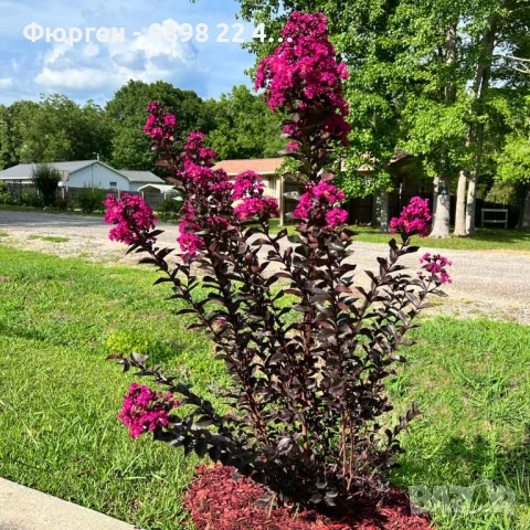 Индийски люляк Lagerstroemia indica Black Diamond Crimson red, снимка 2 - Разсади - 51236511