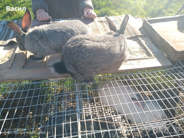 Зайци домашни , снимка 7 - Други животни - 51395663