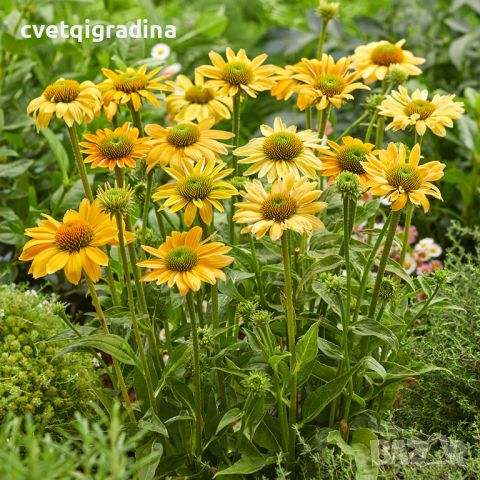 Echinacea Mellоw Yellows(Ехинацея Топли жълти), снимка 1 - Градински цветя и растения - 46185454