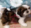 Ши Тцу/SHIH TZU, снимка 1