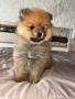 Pomeran, снимка 2