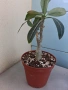 Адениум - Пустинна роза, снимка 2
