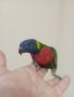 Работещи двойки папагали многоцветно лори., снимка 7