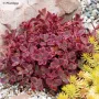 Седум Горски Пожар, Sedum SunSparkler Wildfire , снимка 2