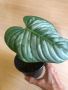 Philodendron Sodiroi , снимка 2