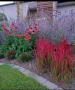 Императа Червен Барон, Imperata 'Red Baron', Декоративна трева, снимка 8