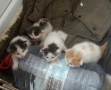 Подаряваме 4 котета сирачета, снимка 1