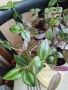 Традесканция 3 бр за 4.50 €, снимка 3