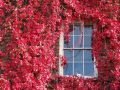 Продавам растения Дива лоза (Parthenocissus quinquefolia), снимка 9