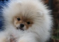 Страхотно момченце померан с родословие FCI, снимка 13