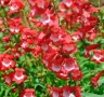 Пенстемон червен,Penstemon polaris Red, студоустойчив, снимка 1