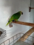 Женска синьочела амазона , снимка 2