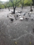 Патици , снимка 1