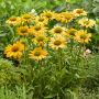 Echinacea Mellоw Yellows(Ехинацея Топли жълти), снимка 1