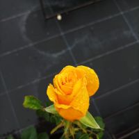 Храстовидни рози!!, снимка 8 - Градински цветя и растения - 45702417