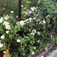 Корен хризантема цикламена бяла и червена, снимка 3 - Градински цветя и растения - 40699216