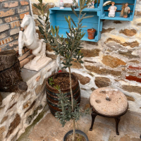 Маслиново дърво, снимка 1 - Градински цветя и растения - 44957783