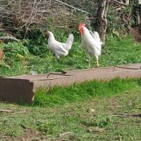 Разплодни яйца от Бял Легхорн, снимка 5 - Кокошки и пуйки - 39082321
