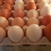 Продавам домашни яйца, снимка 1 - Кокошки и пуйки - 45842550