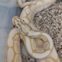 Кралски питон Ball python 1.0, снимка 2 - Змии - 45484545