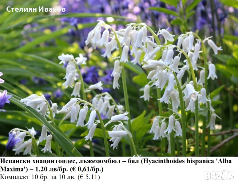 Испански хиацинтоидес, лъжезюмбюл – бял (Hyacinthoides hispanica 'Alba Maxima') – луковици, снимка 1