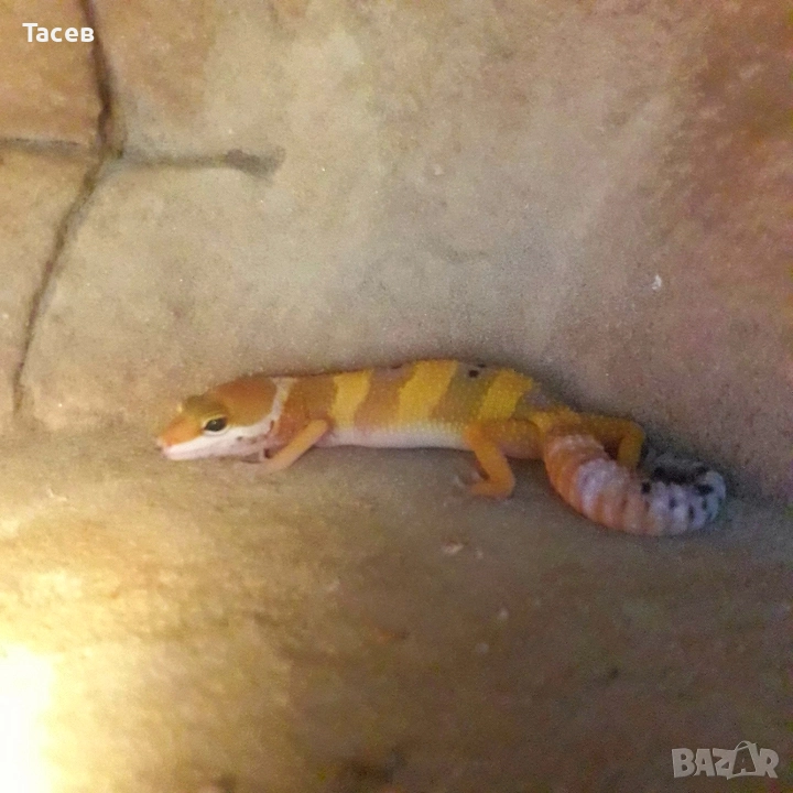 Леопардови гекони, снимка 1