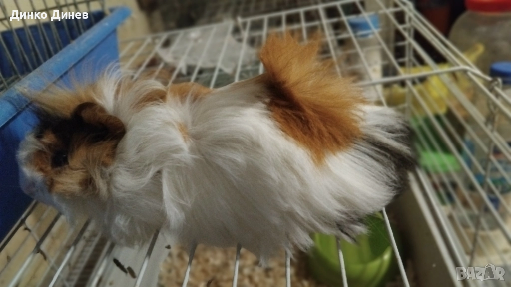 морски свинчета , снимка 1