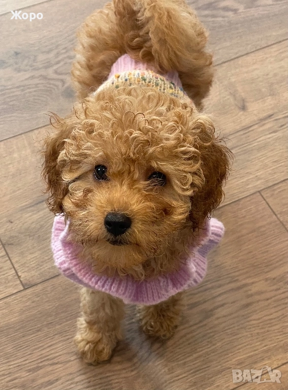 Той пудел момиче, снимка 1