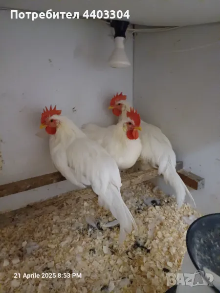 Продавам петли легхорн , снимка 1