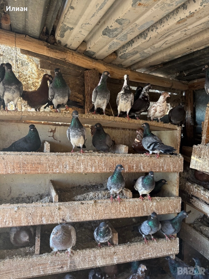 Унгарци, снимка 1