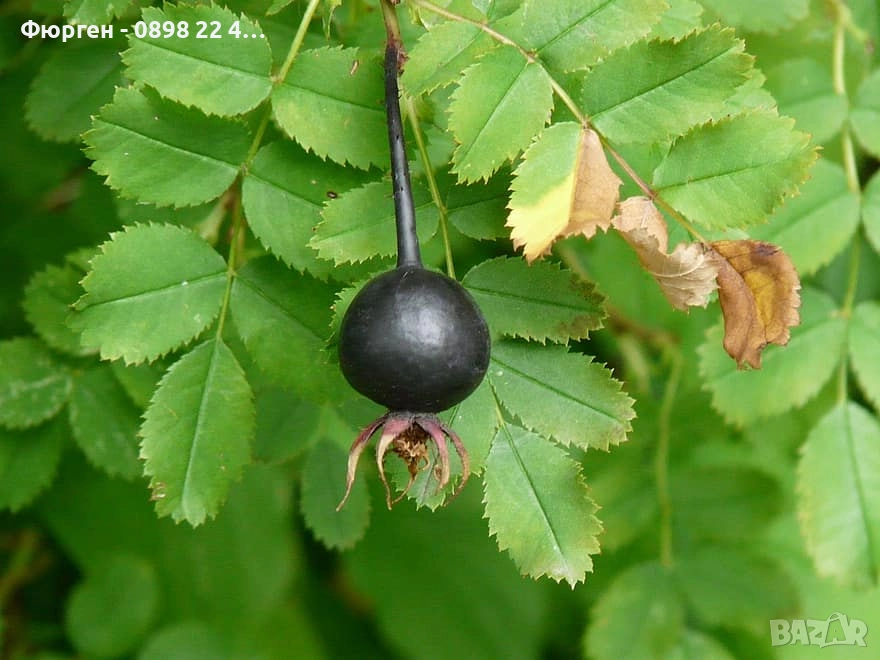 Черна шипка от диви рози (Rosa spinosissima), снимка 1