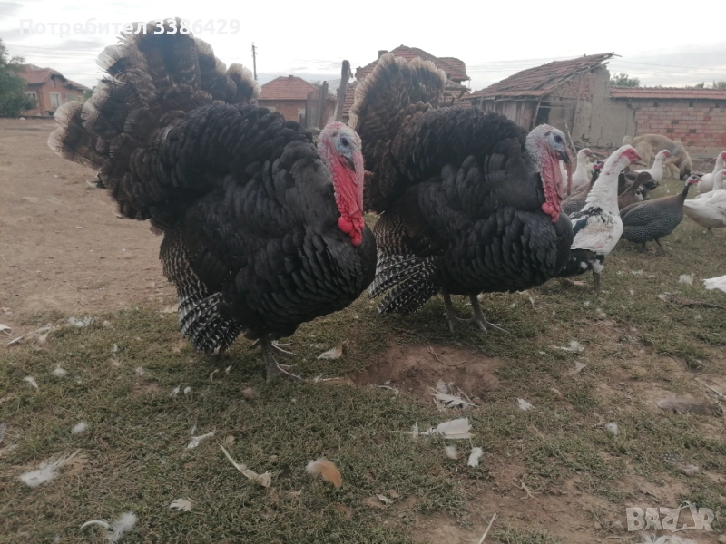 Пуйки, неми патици,  токачки, снимка 1