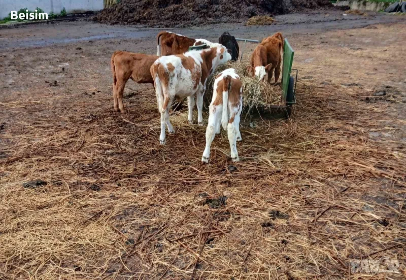 Продавам телета и крави, снимка 1