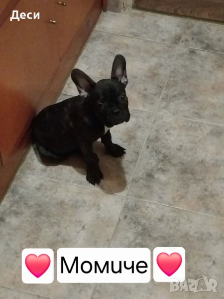 Продавам кученца, снимка 1